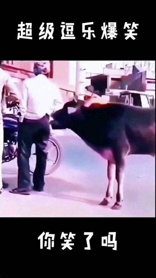 逗乐爆料视频大全最新,笑点满满,欢乐无限